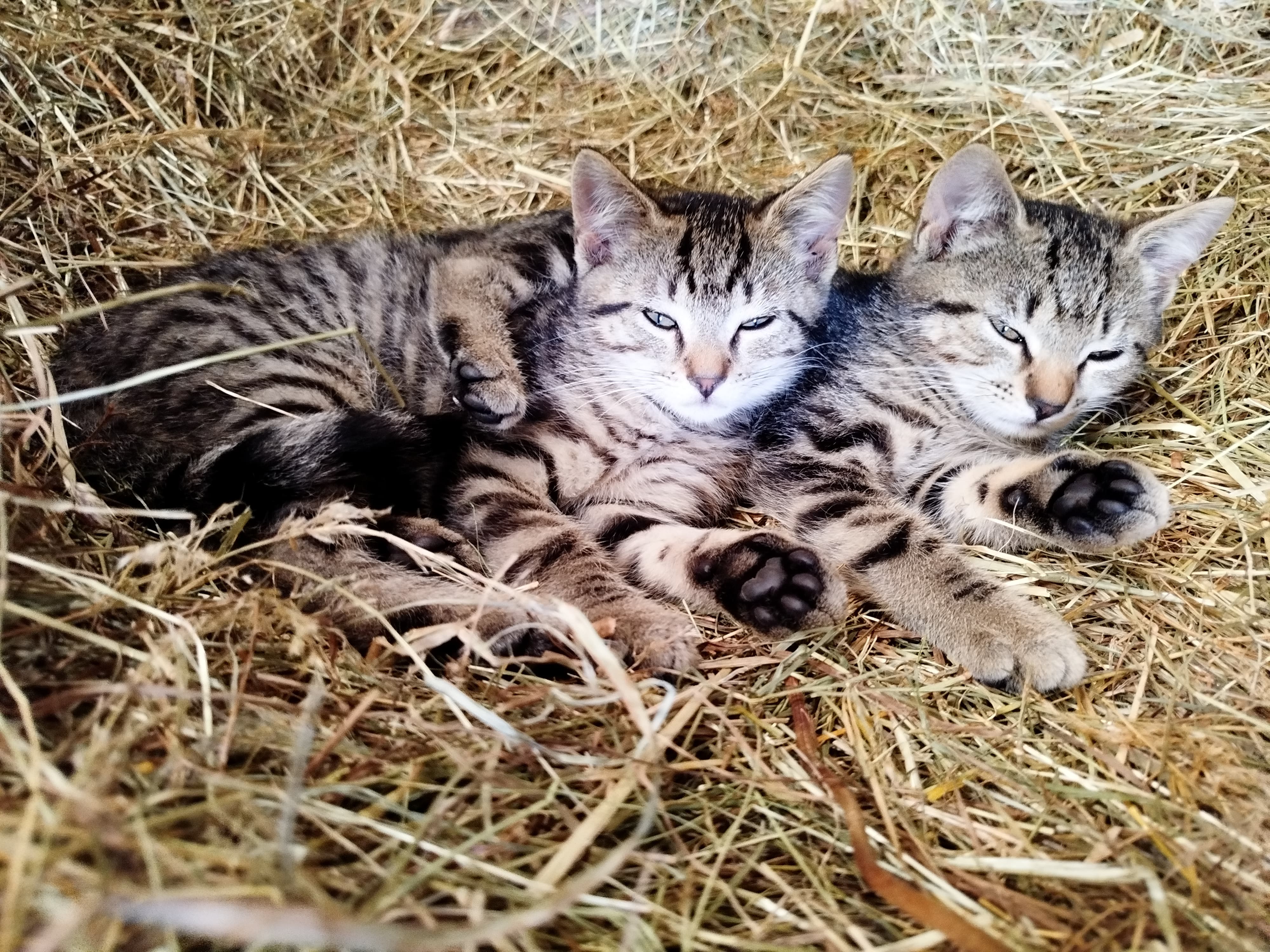 Katzen Matilda und Carlos
