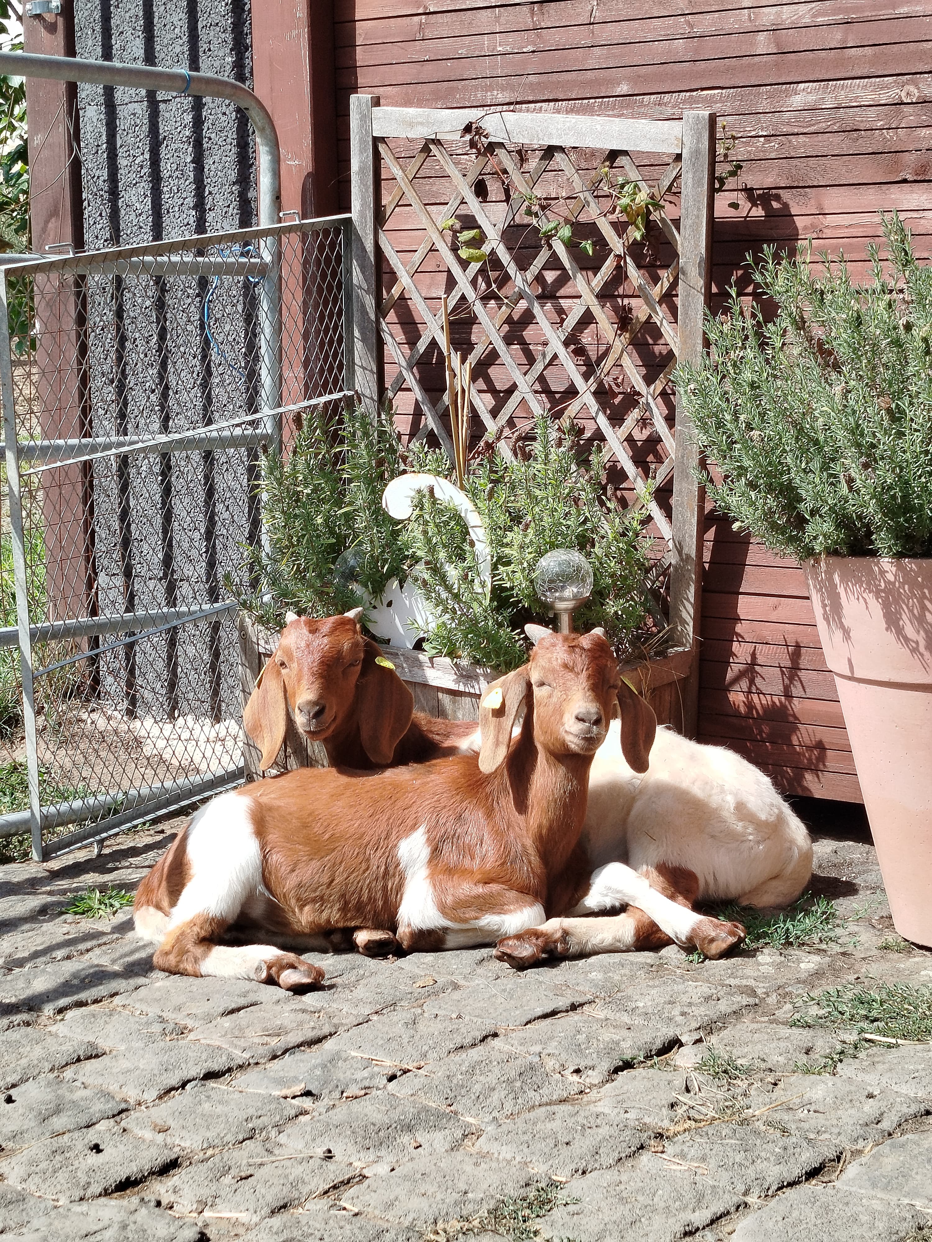 Ziegen Pepe und Piet